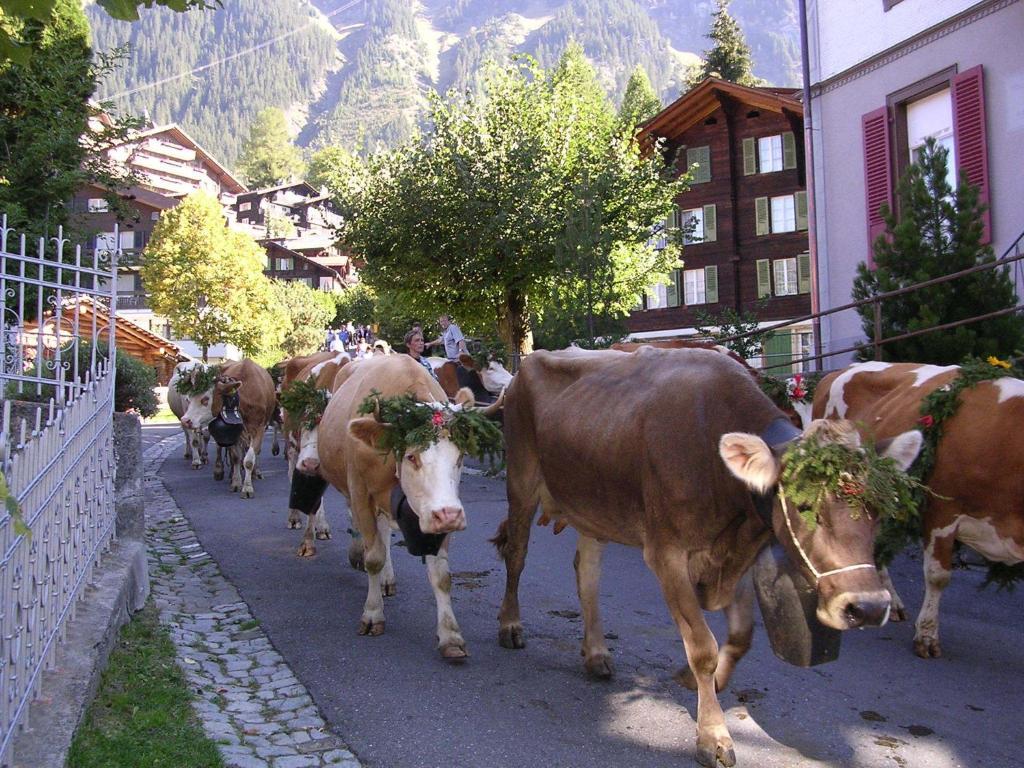 Chalet Acheregg Wengen Luaran gambar